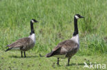 Canada Goose (Branta canadensis)