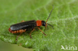 Cantharis flavilabris