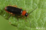 Cantharis flavilabris