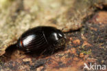 Carcinops pumilio