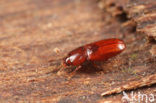 Cerylon ferrugineum