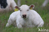 Charolais Koe (Bos domesticus)