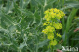 Cypress Spurge (Euphorbia cyparissias)
