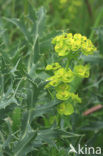 Cypress Spurge (Euphorbia cyparissias)