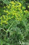 Cypress Spurge (Euphorbia cyparissias)