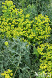 Cypress Spurge (Euphorbia cyparissias)