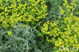 Cypress Spurge (Euphorbia cyparissias)