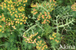 Cypress Spurge (Euphorbia cyparissias)