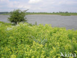 Cypress Spurge (Euphorbia cyparissias)