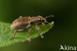 Clover root weevil (Sitona lepidus)