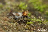 Conomelus anceps