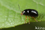 Cryptocephalus ocellatus