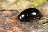 Dactylosternum abdominale