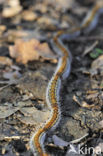 Pine processionary Moth (Thaumetopoea pityocampa)