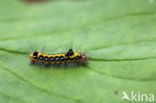 Yellow-tail (Euproctis similis)