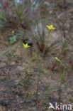 Yellow Centaury (Cicendia filiformis)