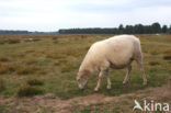 Drents heideschaap (Ovis domesticus)