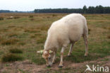 sheep (Ovis domesticus)