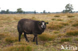 Drents heideschaap (Ovis domesticus)