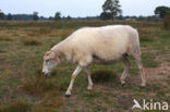 Drents heideschaap (Ovis domesticus)