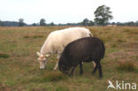 Drents heideschaap (Ovis domesticus)