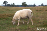 Drents heideschaap (Ovis domesticus)