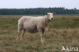 Drents heideschaap (Ovis domesticus)