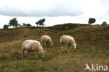 Drents heideschaap (Ovis domesticus)