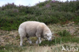 Drents heideschaap (Ovis domesticus)