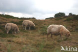 Drents heideschaap (Ovis domesticus)