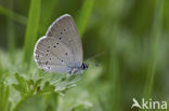 Small Blue (Cupido minimus)