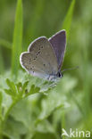 Small Blue (Cupido minimus)