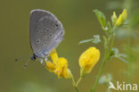 Small Blue (Cupido minimus)