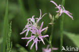 Echte koekoeksbloem (Lychnis flos-cuculi)