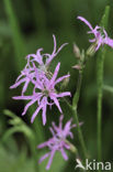 Echte koekoeksbloem (Lychnis flos-cuculi)