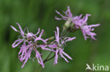 Ragged-Robin (Lychnis flos-cuculi)