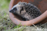 Hedgehog (Erinaceus europaeus)