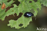 alder leaf beetle (Agelastica alni)