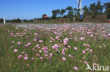 Engels gras (Armeria maritima) 