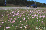 Engels gras (Armeria maritima) 