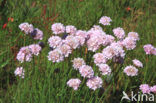 Engels gras (Armeria maritima) 