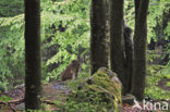 Euraziatische lynx (Lynx lynx) 