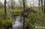 Europese bever (Castor fiber) 