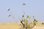 Europese Bijeneter (Merops apiaster)