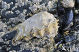 Europese platte oester (Ostrea edulis)