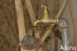 Beautiful Sunbird (Nectarinia pulchella)