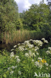 Cow Parsley (Anthriscus sylvestris)