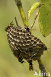 Franse Veldwesp (Polistes dominulus)