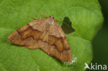 Geelbruine bandspanner (Plagodis pulveraria)