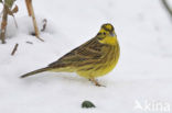 Yellowhammer (Emberiza citrinella)